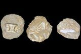Flat: Cretaceous Marine Vertebrate Fossils - Pieces #81320-3